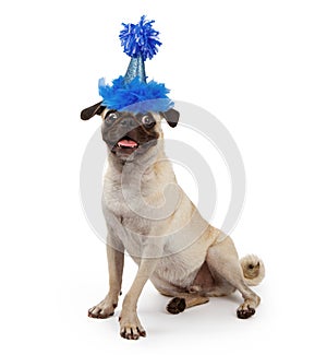 Cute Young Pug Dog Wearing a Party Hat