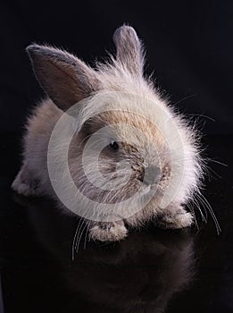 Cute Young Rabbit