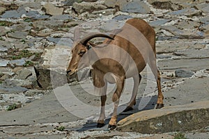 A cute young ram with big, beautiful horns is watching me.