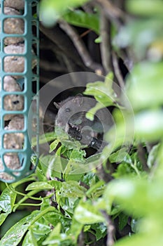 Cute young rat. Vermin garden pest approaching garden bird feeder