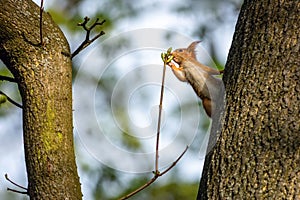 A cute young red European squirrel