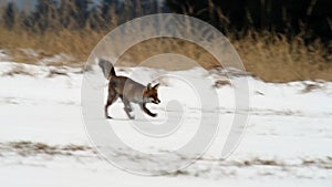 Cute young red fox vulpes vulpes running on meadow covered with snow at sunrise