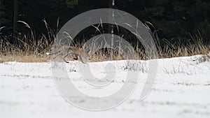 Cute young red fox vulpes vulpes running on meadow covered with snow at sunrise