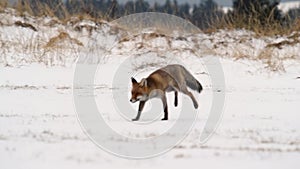 Cute young red fox vulpes vulpes running on meadow covered with snow at sunrise