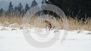 Cute young red fox Vulpes Vulpes running on meadow covered with snow at sunrise