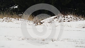 Cute young red fox Vulpes Vulpes running on meadow covered with snow at sunrise