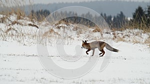 Cute young red fox vulpes vulpes running on meadow covered with snow at sunrise