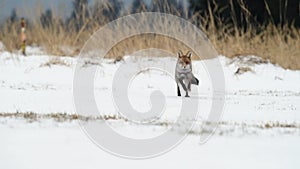 Cute young red fox Vulpes Vulpes running on meadow covered with snow at sunrise