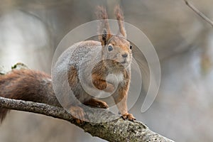 Cute young red squirrel sitting on tree branch looking interested and curious