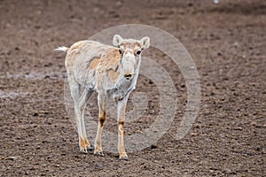 Cute young Saiga antelope or Saiga tatarica during molting