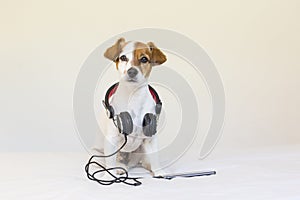 Cute young small dog listening to music on mobile phone with headphones. Sitting on bed. Pets indoors. Looking at the camera