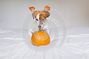 Cute young small dog lying on bed with a halloween costume and decoration and next to a pumpkin. Pets indoors.