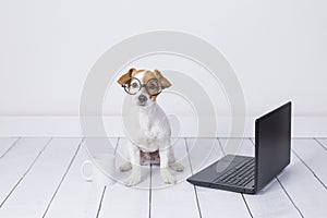 Cute young small dog sitting on the floor and working on laptop. Wearing glasses and cup of tea or coffee besides him. Pets