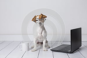 Cute young small dog sitting on the floor and working on laptop. Wearing glasses and cup of tea or coffee besides him. Pets