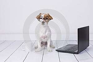 Cute young small dog sitting on the floor and working on laptop. Wearing glasses and cup of tea or coffee besides him. Pets