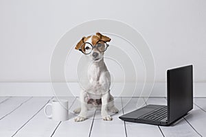 Cute young small dog sitting on the floor and working on laptop. Wearing glasses and cup of tea or coffee besides him. Pets photo