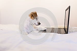 Cute young small dog working on laptop at home. Bedroom. Indoors