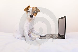 Cute young small dog working on laptop at home. Bedroom. Indoors