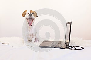 Cute young small dog working on laptop at home and feeling tired
