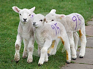 Cute Young Spring Lambs Playing