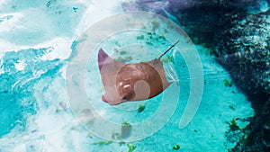 Cute and young sting ray swimming slowly