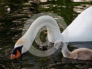 Cute young swan is trying to repeat his father's movements