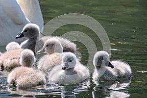 Cute young swans near their mother in the water