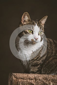 Cute young tabby cat with white chest sitting on scratching post against dark fabric background.
