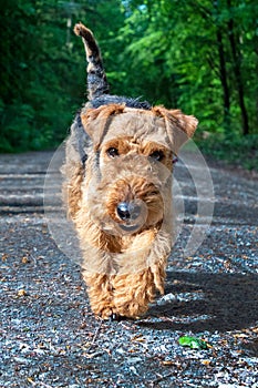 cute young terrier on a walk in the forest