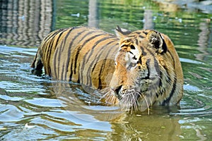 Cute Young Tiger in Water