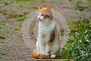 Young white an red cat sits on the pavement in the garden photo