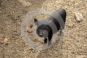 Cute Young Vietnamese Pot-bellied pig