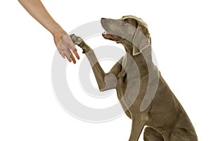 Cute young weimaraner dog female giving her owner a paw isolated in white