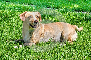 Cute Young Wet Female Dog Relaxing and Posing on Green Lawn at the Yard. Kokoni Greek Ãâound Breed. photo