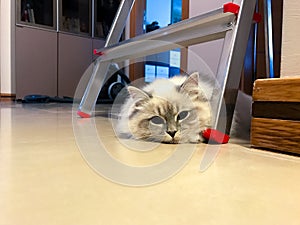 Cute young white cat lying under the ladder on the floor inside a house