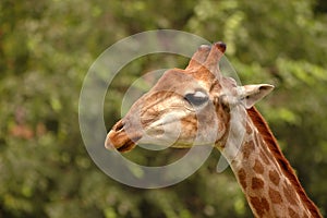 Cute young wild giraffe close up portrait. Sad giraffe. Africa wild life safari. World famous wild animals giraffes. Wild giraffe