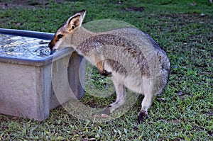 Cute young wild grey kangaroo drinking water