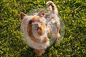 Cute young Yorkshire Terrier dog playing in the park