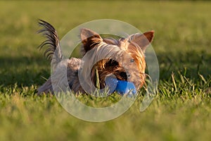Cute young Yorkshire Terrier dog portrait, lying in long grass chewing rubber ball