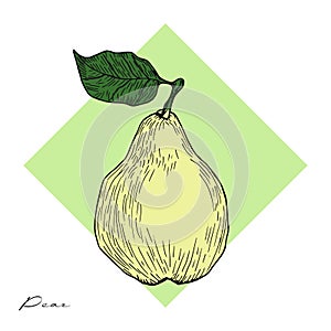 Cute yummy pear. Hand drawn vector