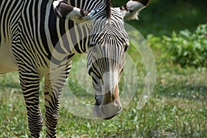 Cute zebra face with its head lowered