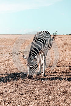 Cute zebra on a field against a cloudy sky, savannah safari