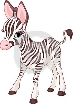Cute Zebra Foal