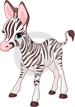 Cute Zebra Foal