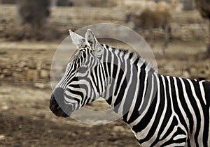 Cute zebra posing for the camera