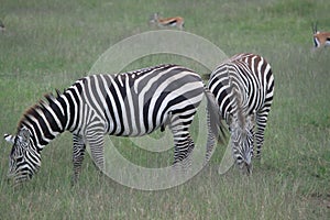 Cute zebras grazing grass during the daytime