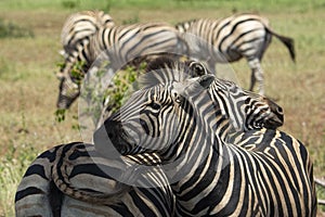 Cute zebras resting on each other