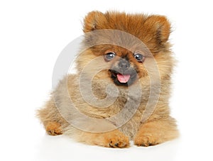 Cute Zwerg Spitz puppy looking at the camera photo
