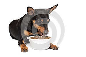 Cute Zwergpinscher puppy with a bowl of dry food on a white background