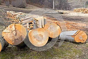 Cuted beech tree trunks